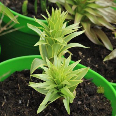 Fritillaria imperialis 'Aureomarginata'