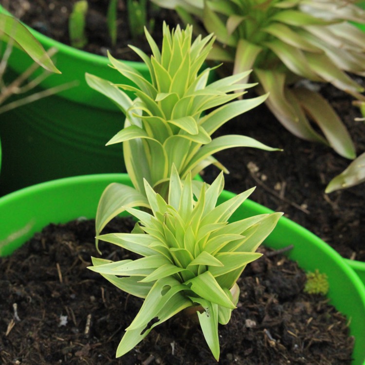 plant image 652764