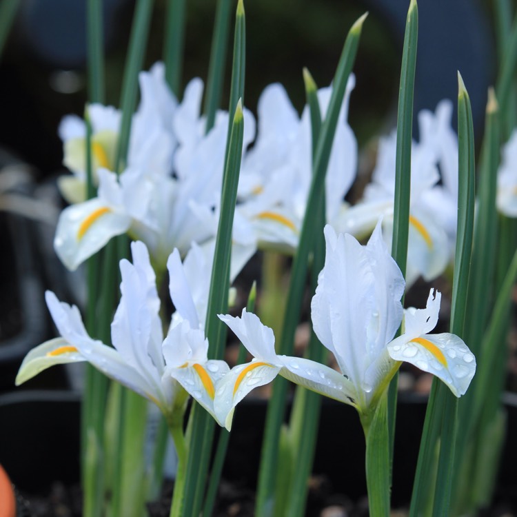 Plant image Iris 'White Caucasus' syn. Iris reticulata 'White Caucasus'