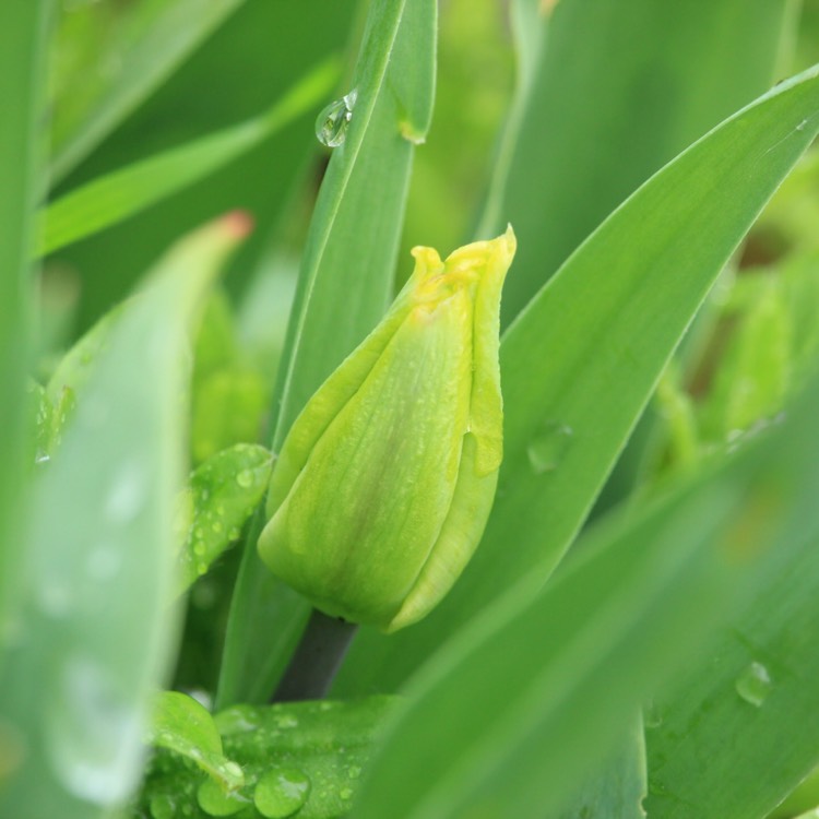 plant image 655020 plant image 655020