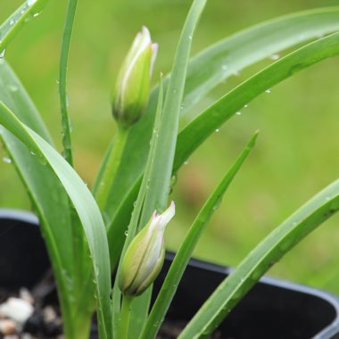 Tulipa humilis var. pulchella (Albocaerulea Oculata Group)