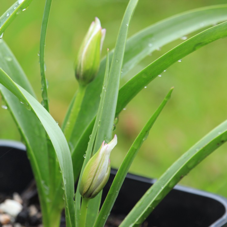 plant image 655037
