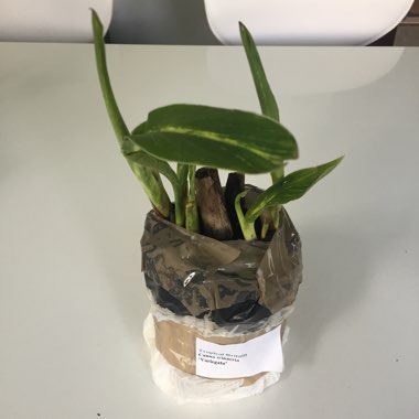 Canna 'Trinacria Variegata' syn. Canna 'Bangkok', Canna 'Striped Beauty', Canna 'Christ's Light', Canna 'King of Siam', Canna 'Minerva', Canna 'Trinervia Nirvana Variegata', Canna 'Nirvana'