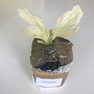 Hosta 'White Feather'