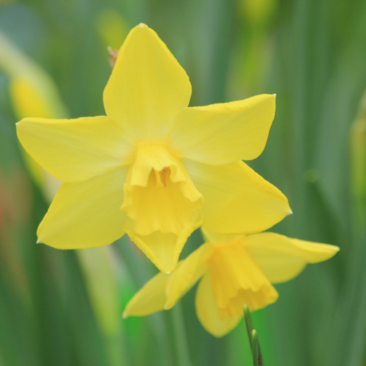 plant image 678953