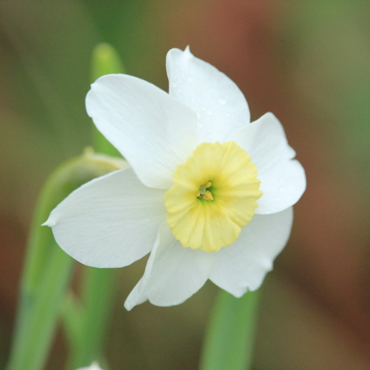 plant image 678957