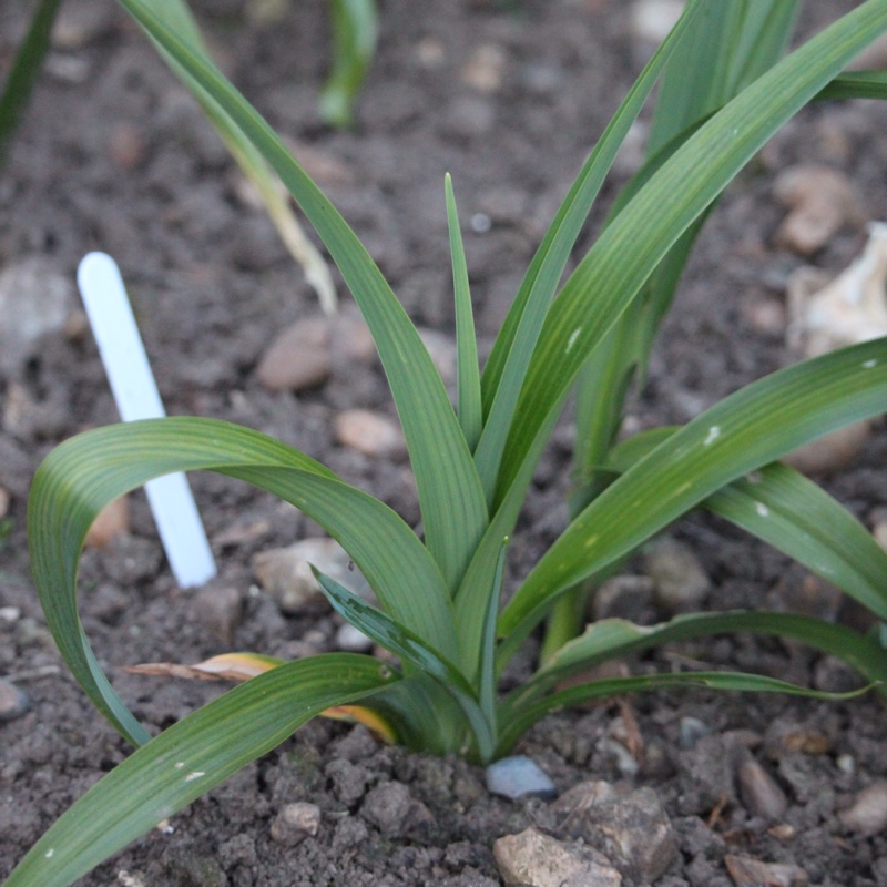 plant image 68249 plant image 68249