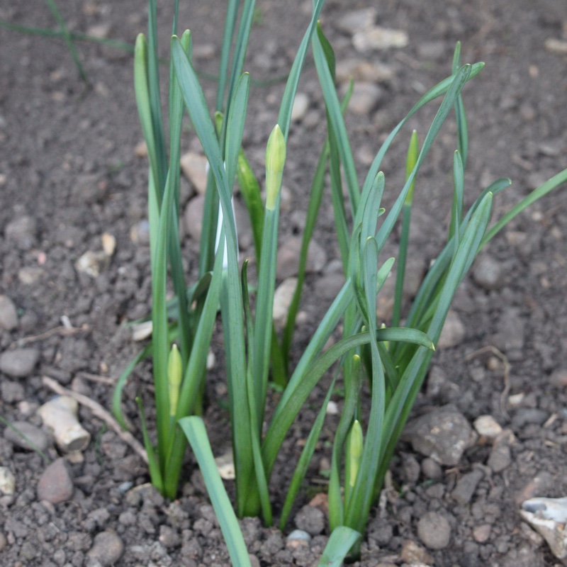 Narcissus poeticus var. recurvus syn. Narcissus 'Pheasant's Eye'