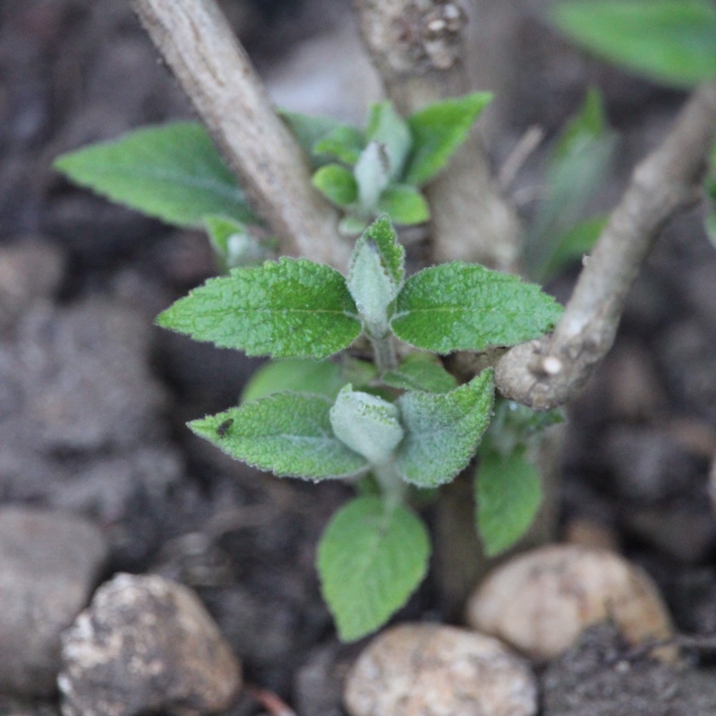 plant image 68346 plant image 68346