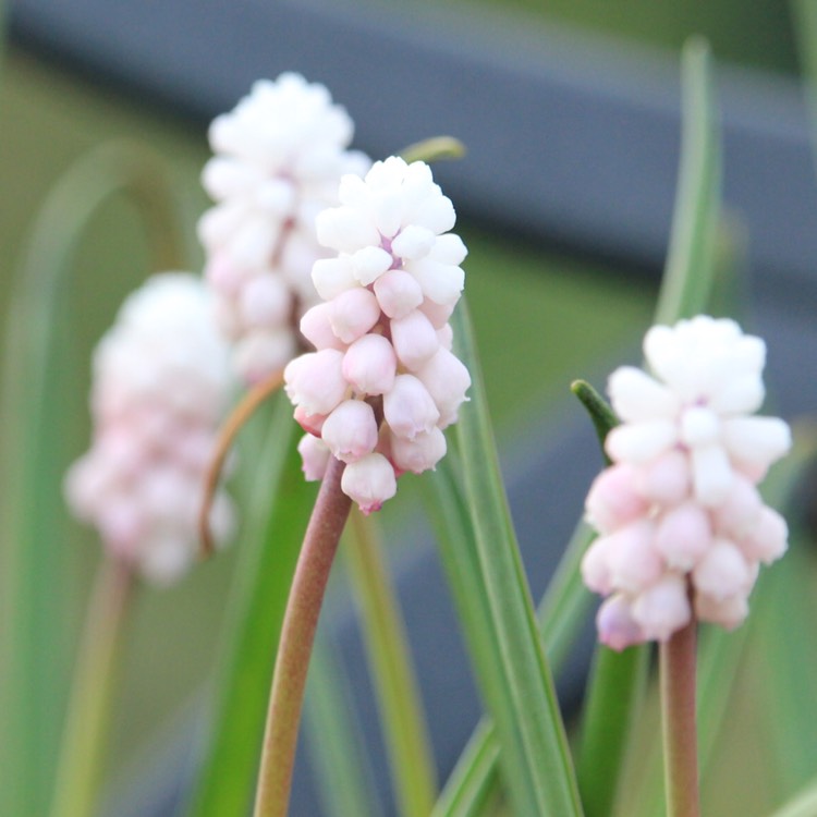 Plant image Muscari 'Pink Sunrise'