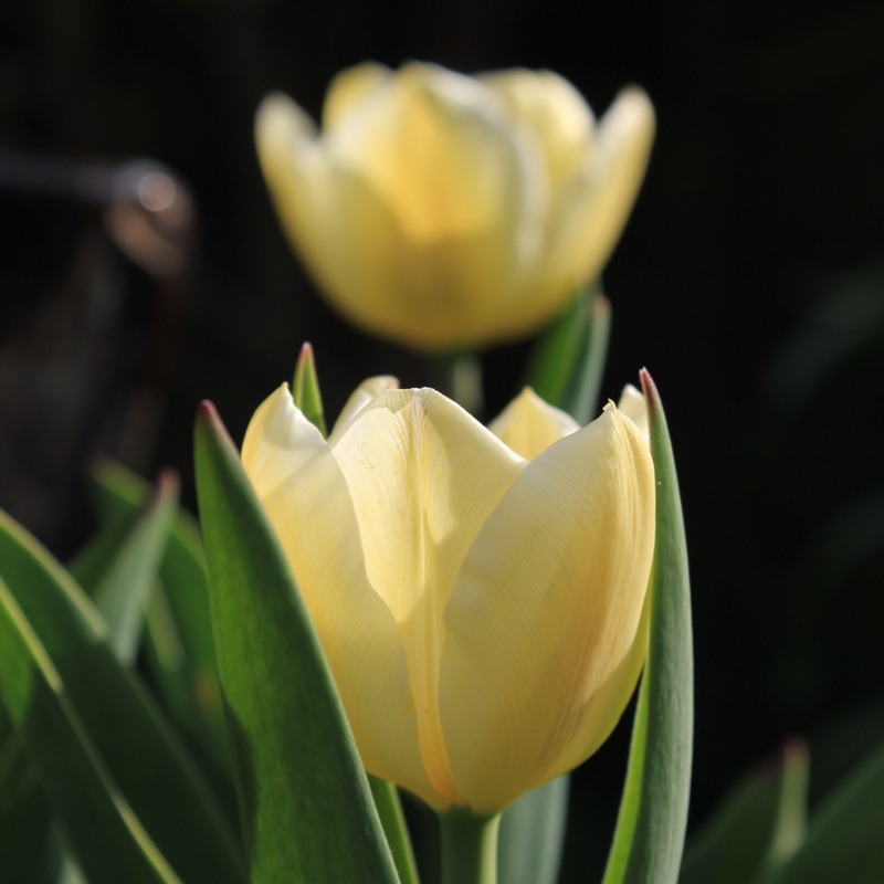 Tulipa 'Angels Wish', Tulip 'Angels Wish' (Single Late) - uploaded by ...