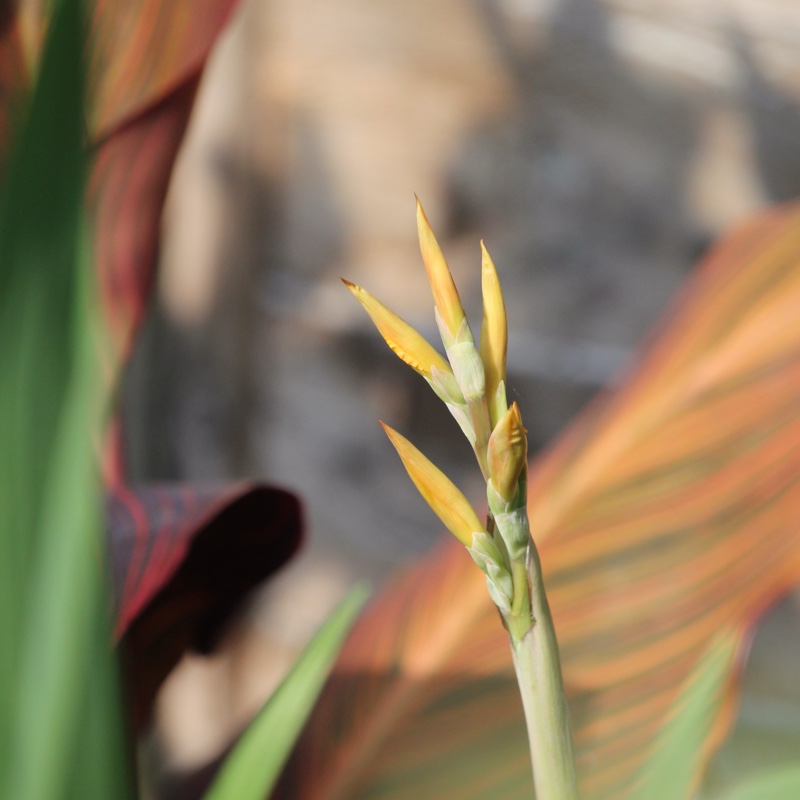 plant image 7038