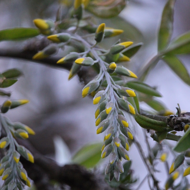 Laburnum anagyroides