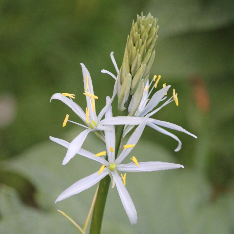 Plant image Camassia cusickii