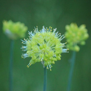 Allium obliquum syn. Allium ramosum