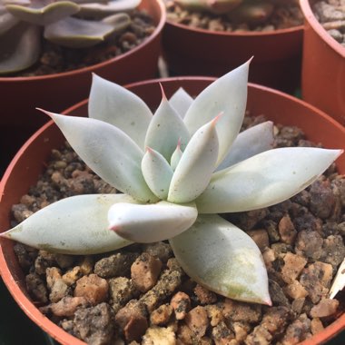 Echeveria Colorata