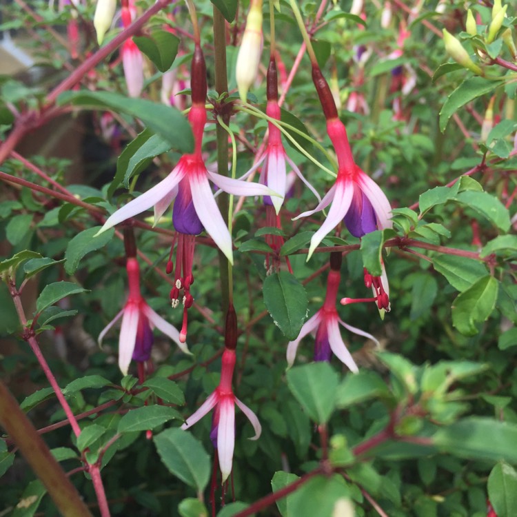 plant image 759759 plant image 759759