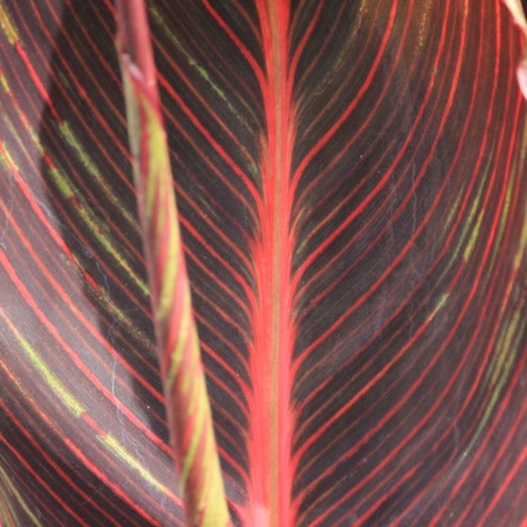plant image 761060 plant image 761060