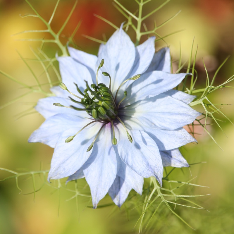 Nigella