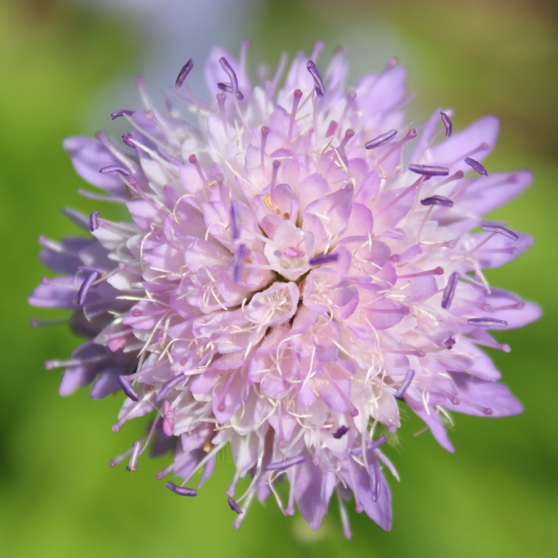 Knautia arvensis