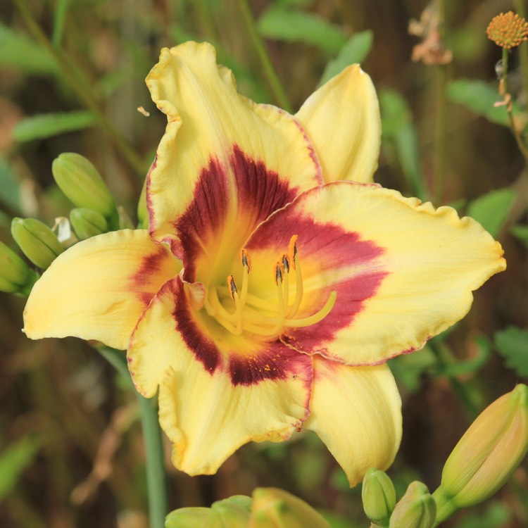 plant image 782401 plant image 782401