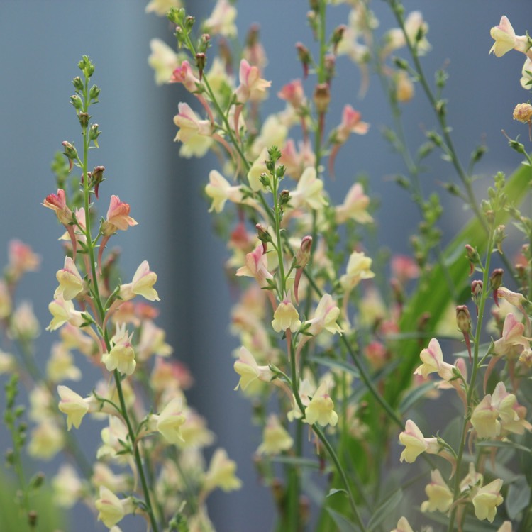 Plant image Linaria 'Peachy'