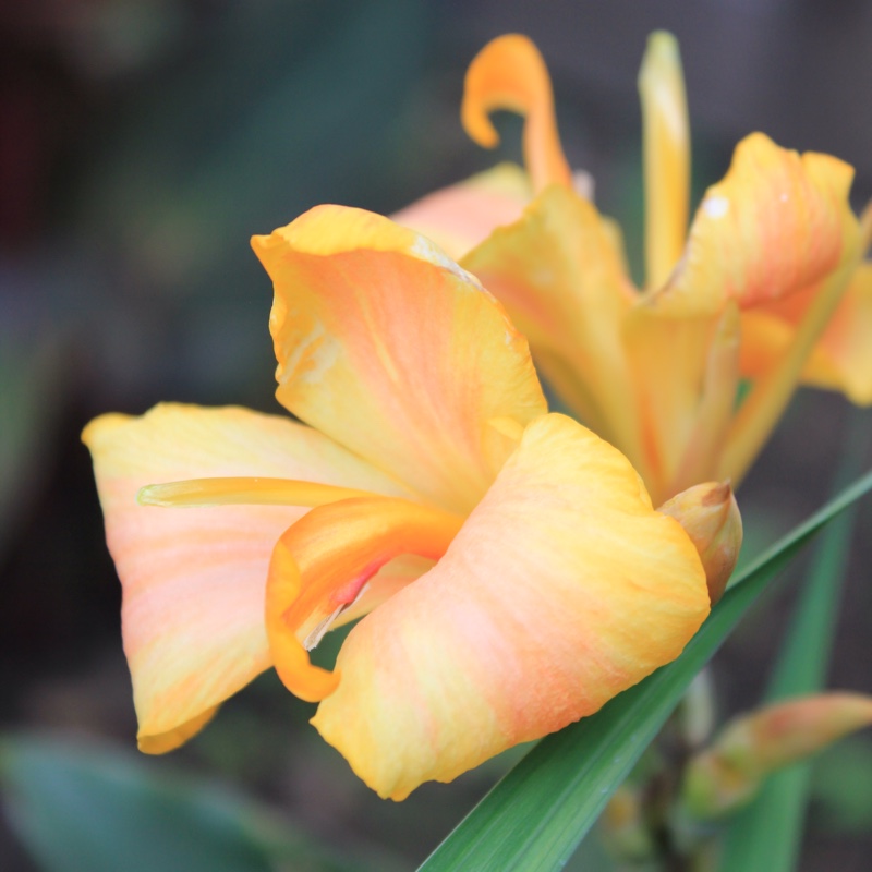 plant image 7959