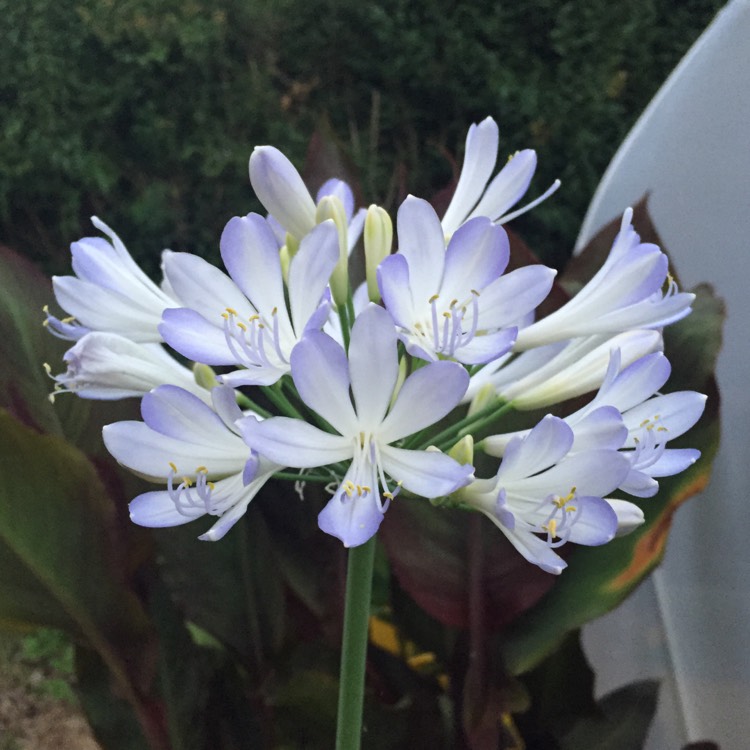 Plant image Agapanthus 'Phantom'