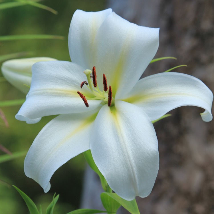 plant image 798103