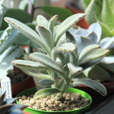 Kalanchoe tomentosa