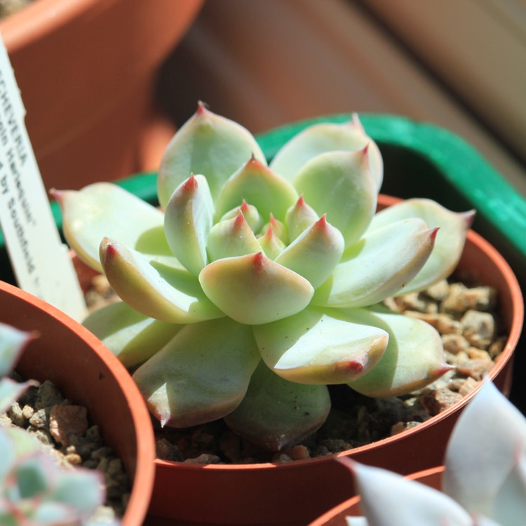 plant image 801716