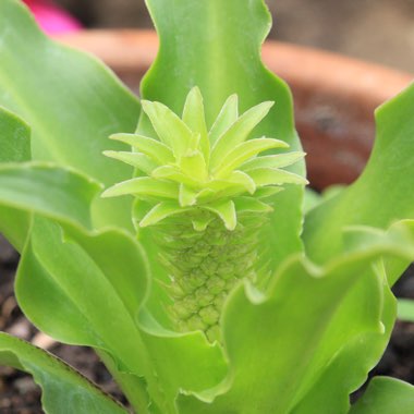 Eucomis comosa 'Kilimanjaro'
