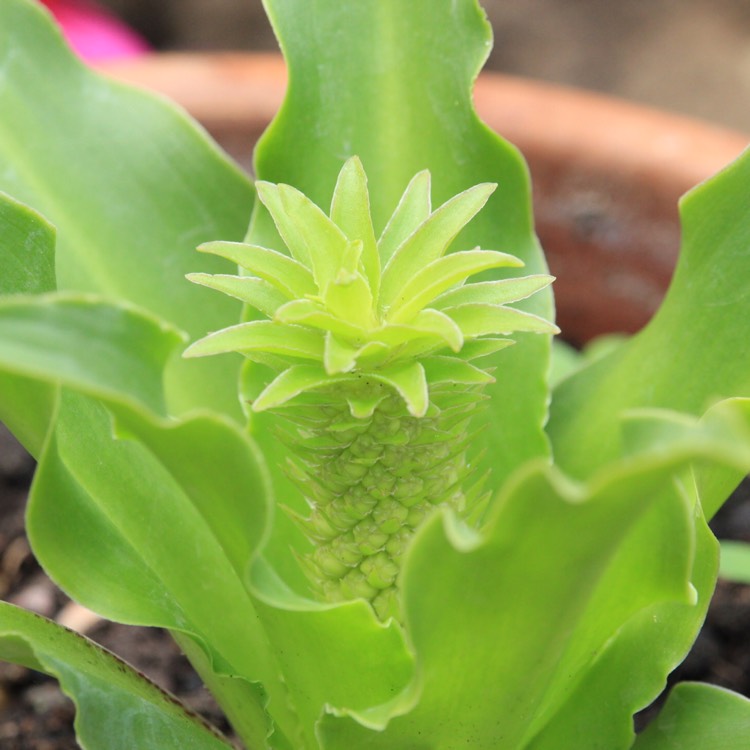 plant image 805649