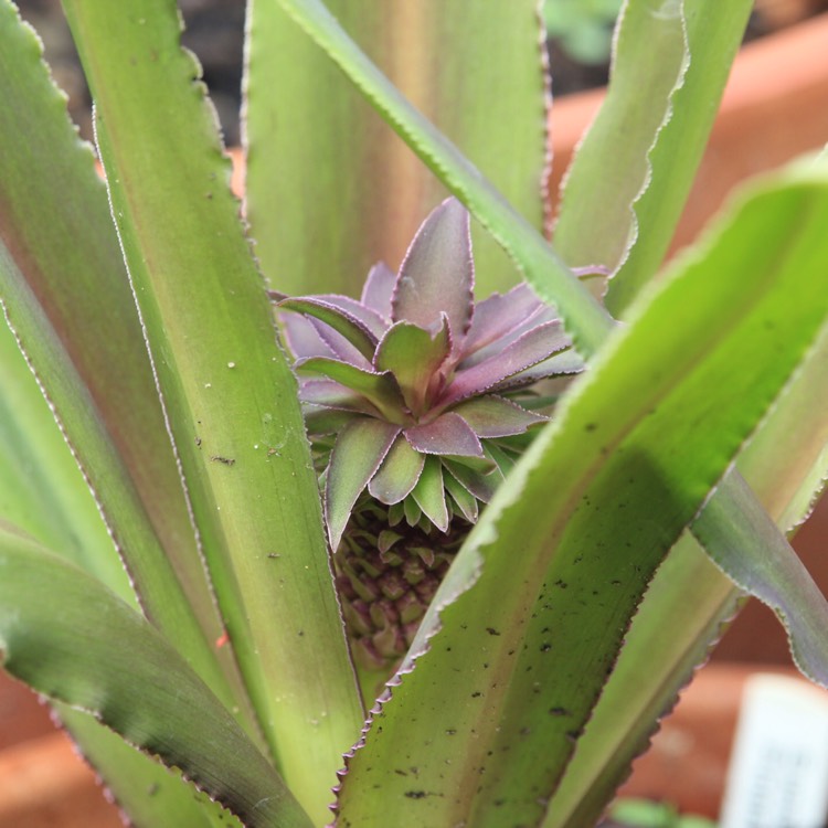 plant image 805658 plant image 805658