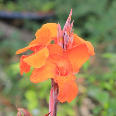 Canna 'Phasion' syn. Canna 'Durban', Canna 'Tropicanna', Canna 'Inferno'
