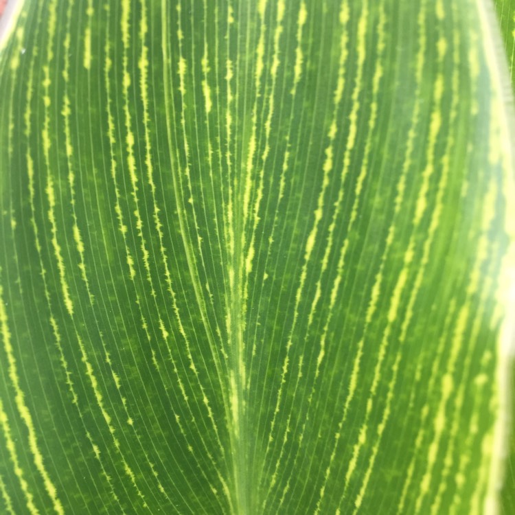 plant image 807099 plant image 807099