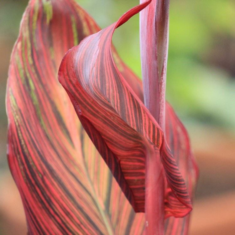 plant image 813993 plant image 813993