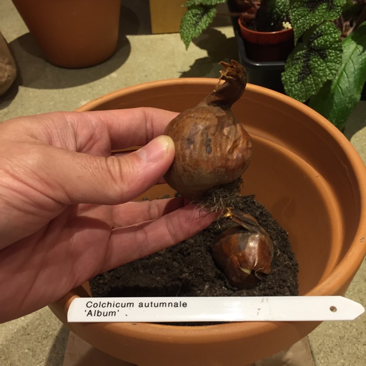 plant image 844923