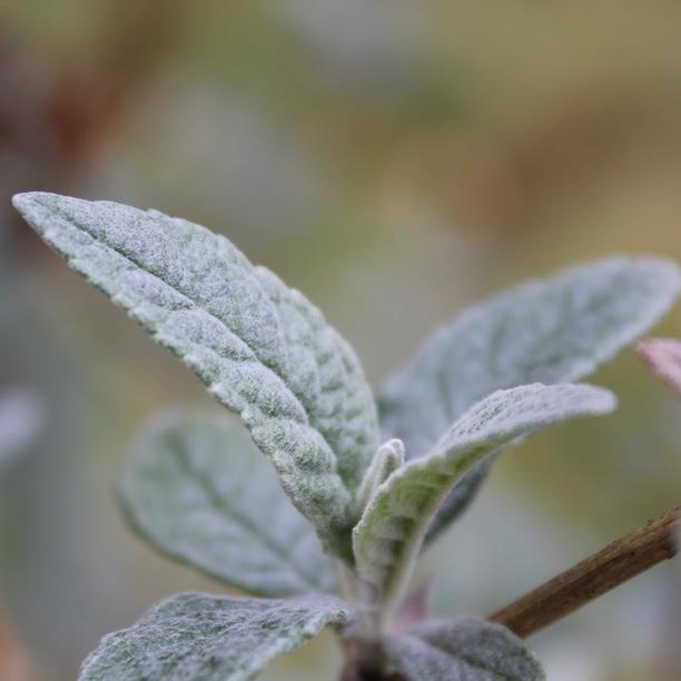 plant image 847 plant image 847