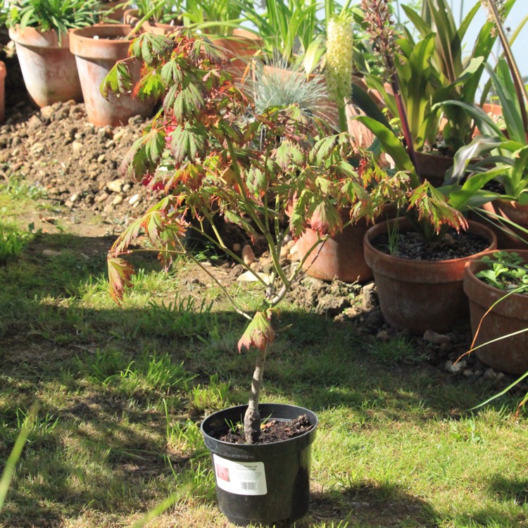 plant image 847157
