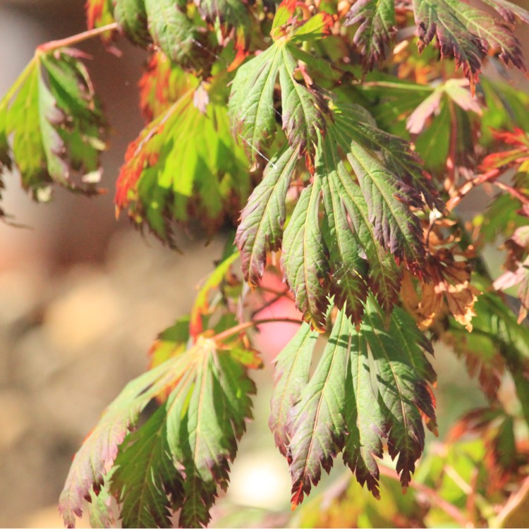 plant image 847160