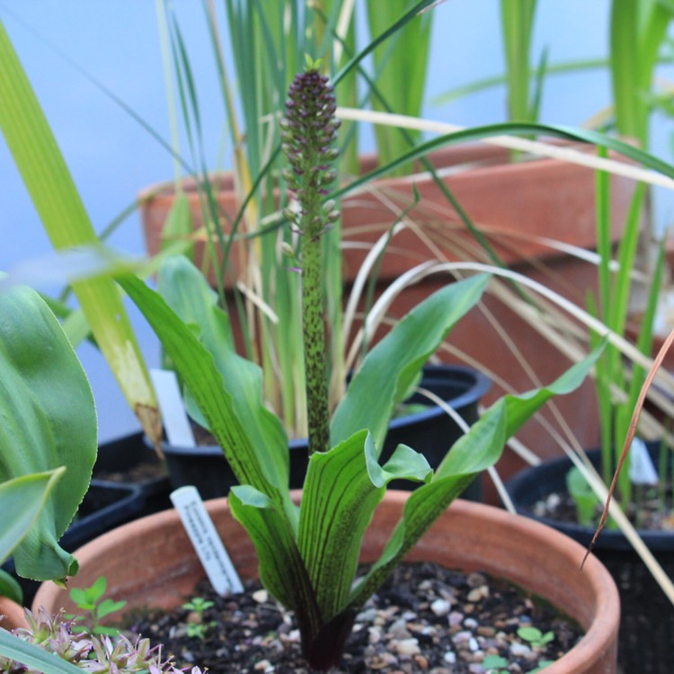 plant image 847184