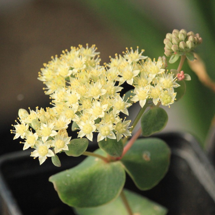 plant image 847193