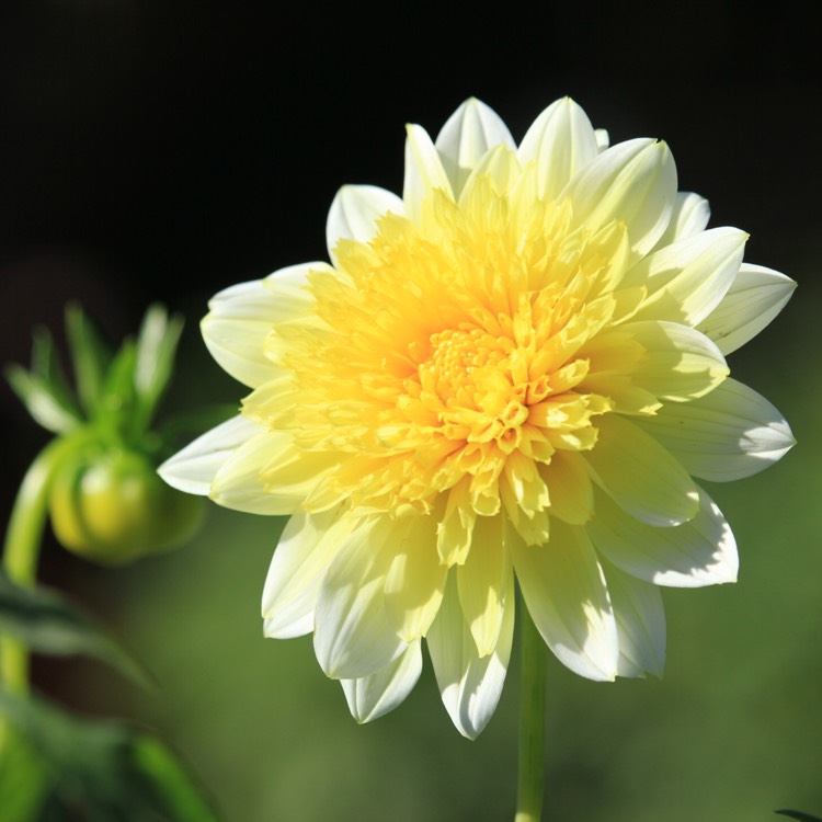 plant image 847231