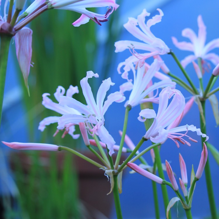 plant image 855321