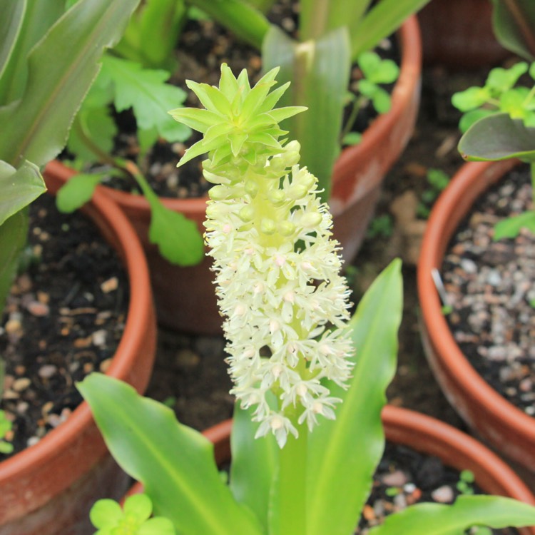 plant image 855360