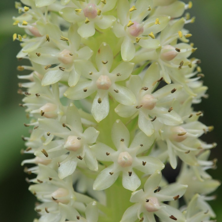 plant image 855365