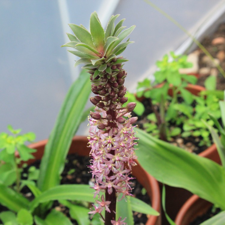 plant image 855372 plant image 855372