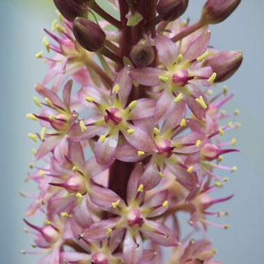 Eucomis comosa