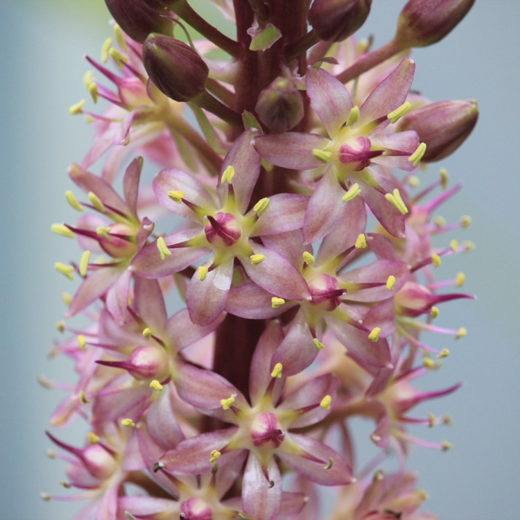 plant image 855373 plant image 855373